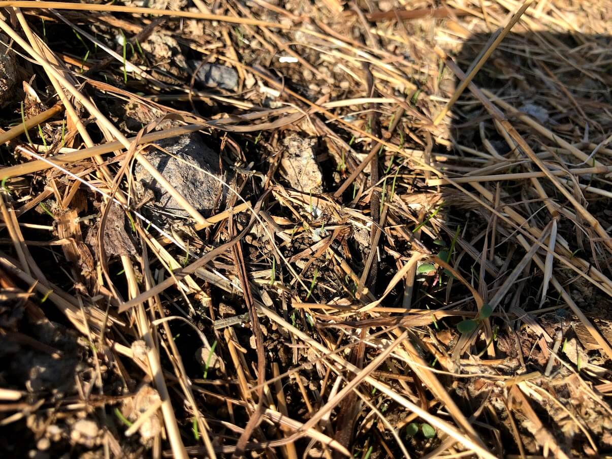 Lyžiarske stredisko Jasná